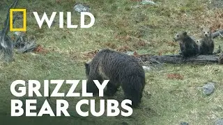 The Life of a Baby Bear Cub | Unexplored Americas | National Geographic WILD UK