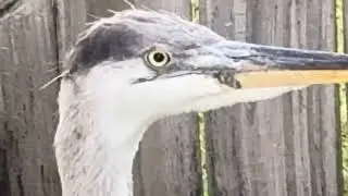 W@HR THOUGHT I NEEDED SOME HERON WRESTLING ADVENTURE AFTER STARING AT SKUNK BUTTS
