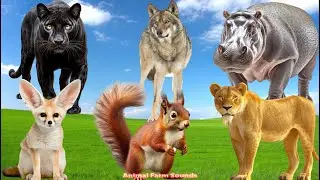 Animal Sounds: Hippo, Wolf, Black Panther, Lion, Squirrel -  Animal Videos