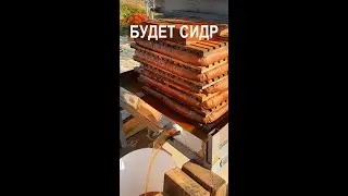 Жмём сок из Антоновки, чтобы сделать сидр!