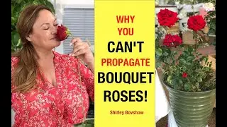 NO!  😞You CAN'T PROPAGATE ROSES from Bouquet Rose STEM CUTTINGS!🌹Shirley Bovshow/ EdenMakers