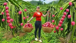 Harvesting A Lot Of Dragon Fruit Goes To Market Sell - Village Farm Life | New Free Bushcraft