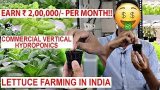 COMMERCIAL HYDROPONICS|VERTICAL FARMING MODEL★Lettuce Farming In Goa, India