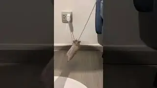 Hamster hangs from charger like a circus acrobat