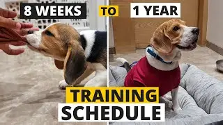 Complete Beagle Puppy Training Schedule by Age