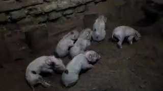 Первая помощь новорождённым поросятам,как принимать опорос ,роды у свиней.