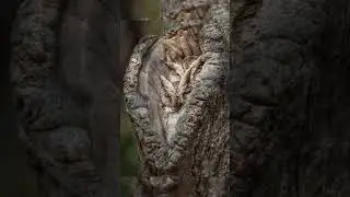 Животные Которые Умеют Спрятаться Даже На Самом Видном Месте  