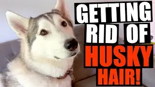 The Best Way To Manage Shedding Husky Hair!