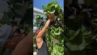 Abundant harvests in a vertical farm using aeroponic towers 