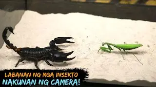 10 Nakakamanghang Labanan ng mga Insekto nakunan ng Camera