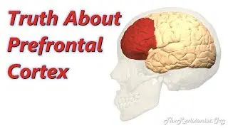 Functions of the Prefrontal Cortex [Planning, Self Control, Language]
