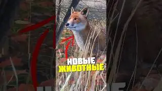 НОВЫЕ ЖИВОТНЫЕ в DayZ 
