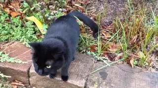 A Very Talkative Friendly Black Cat