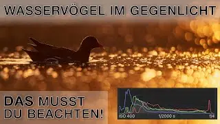 Blässhühner im Gegenlicht fotografieren - Tutorial Vogelfotografie (Deutsch)