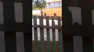 Водитель справляет нужду на остановке