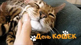 День Кошек Футаж Поздравление