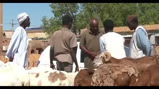 Sudan’s livestock sector struggling due to ongoing conflict