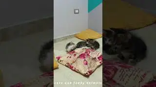 Funniest kittens 2024😂😍