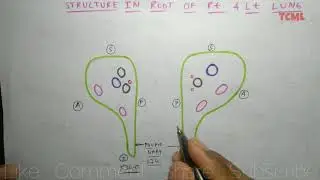 Lung: Structure in root | TCML