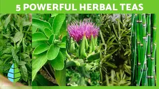 5 Powerful Herbal Teas  🍵✅ Delicious & Healthy Herbal Infusions