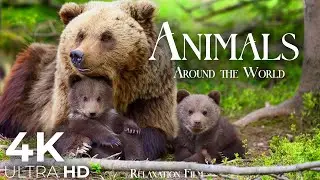 Cute Animals 4K - Most Animal Families with Relaxing Music | Ultra HD Relaxation Film