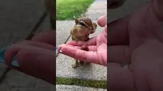 Squirrel get caught for stealing nuts🤯