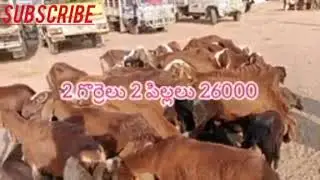 Banaganapalle🐐 #goat market#santha #trending viode plz subscribe