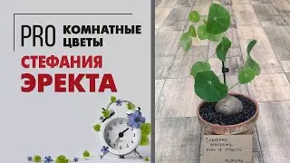 Стефания Эректа - необычное экзотическое растение | Удивительное комнатное растение
