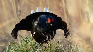 На тетеревином току On the black grouse's current (Lyrurus tetrix L.) 