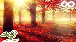 Beautiful Romantic Music: Relaxing Music, Piano Music, Violin Music, Guitar Music, Sleep Music ★101