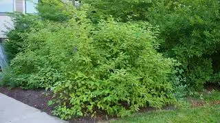 Cornus sericea or alba -  Red Twig Dogwood, Redosier Dogwood, Tatarian Dogwood