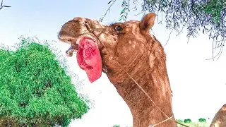 Roaring Camel || جمل یھدر Camel By Thar || الجمل من ثار