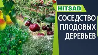 НИКОГДА НЕ САЖАЙТЕ ЭТИ ДЕРЕВЬЯ РЯДОМ ✔️ Соседство плодовых растений