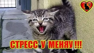 6 Признаков Стресса у Кошки и Как Ей Помочь!?