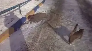 Бездомные кошки в городе.