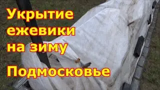 Укрываю ежевику на зиму, как укрыть и не сломать побеги. Подготовка к зиме ежевики Подмосковье.