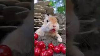 Little Rabbit Eats Tomatoes All Over His Face, Cute Pet Debut Plan Rabbit, Little Cute Pet in the C