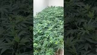 biggest plant on YouTube, video coming up