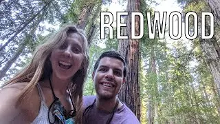 VAN LIFE CALIFORNIA in Redwood National Park | Ep. 95