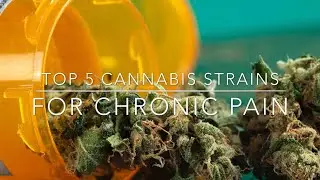 Top 5 Cannabis (marijuana) strains for chronic pain