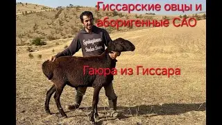 Гиссарские овцы и аборигенные САО Таджикистана саги дахмарда Гаюра из селения Сугдиён