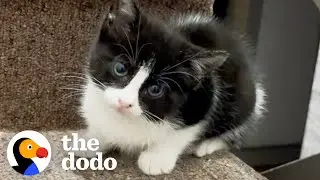 Woman Finds A Tiny Kitten On Her Front Steps | The Dodo