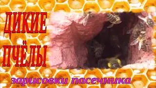 ДИКИЕ ПЧЁЛЫ. ЗАРИСОВКИ ПАСЕЧНИКА