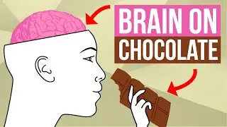 Your Brain On Chocolate