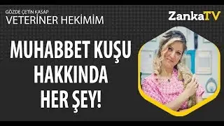 Muhabbet Kuşu Nasıl Beslenir? Eğitim ve Bakımı | Veteriner Hekimim