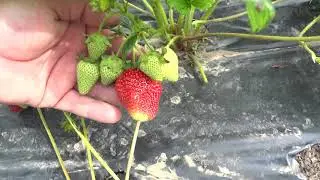 Клубника Сирия