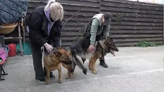 Super couple of German shepherds Lerroy and Jessie. We are expecting puppies. Odessa.