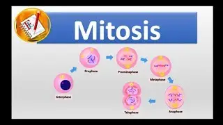 Mitosis : All Stages Simplified!