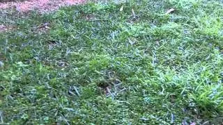 [How To Kill Winter Grass] [How To Get Rid Of Winter Grass] [Winter Grass Control] [Wintergrass]