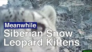 Russian Snow Leopard Kittens Caught on Camera | The Moscow Times